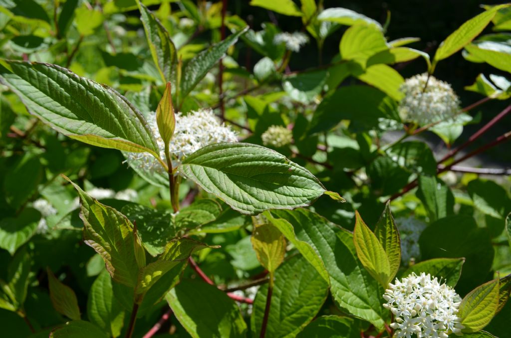 Roncola bassa (BG) :  Cornus sanguinea